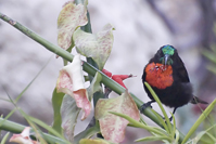 Chalcomitra senegalensis